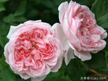 凯瑟琳莫利月季Kathryn Morley