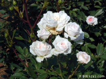 涟月季/佐波月季Sazanami