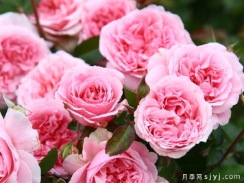 米兰达月季的优缺点是什么？