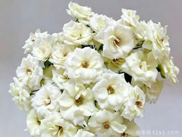 醉清风月季