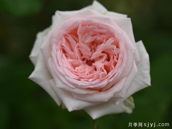 含香月季