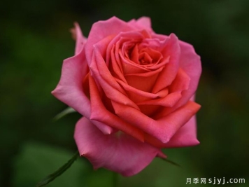 贵夫人月季