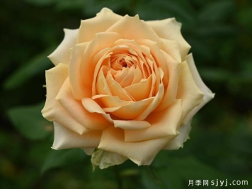 辛德瑞拉月季