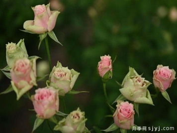樱花谷月季