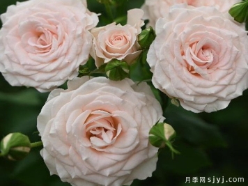 斯嘉丽月季