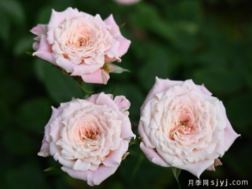 桃乐丝月季