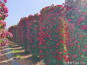 月季花柱