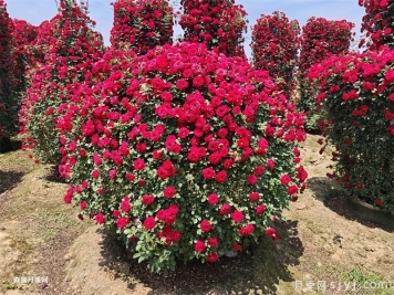 月季花球