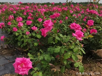 九月份绿化养护全攻略