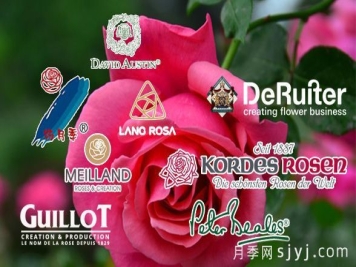 月季网：全球著名月季育种公司和育种人推荐