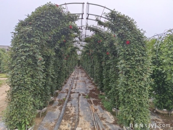 十月园林清园标准化养护技术要点