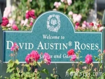 月季育种家：英国奥斯汀月季公司(David Austin)