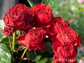 月季育种家：​荷兰特拉尼古拉月季公司(Terra Nigra)