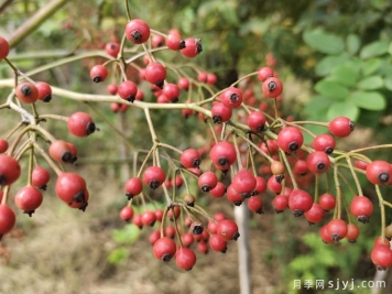 青色的山归来蔷薇果放置几天变红？