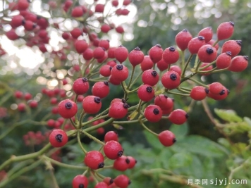 山归来/切枝蔷薇果