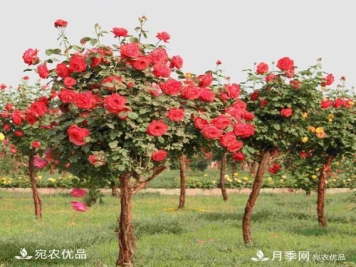 新栽的苗木如何越冬管理？