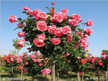月季花瓣掉落？这几个原因是关键，预防好鲜花水灵又鲜艳