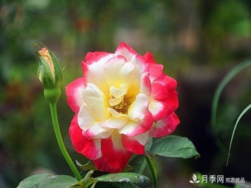 时光有序，月季无痕