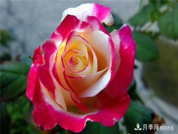 大花月季厂家讲解常见的月季繁殖方法