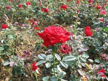 地被月季和红帽子月季知识介绍