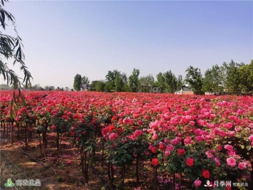 南阳内乡县马山口镇千亩月季园 花香惹人醉