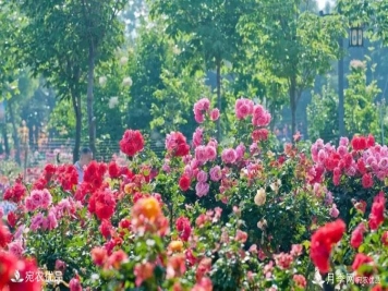 莱州月季，任尚泉月季花海里的兵支书
