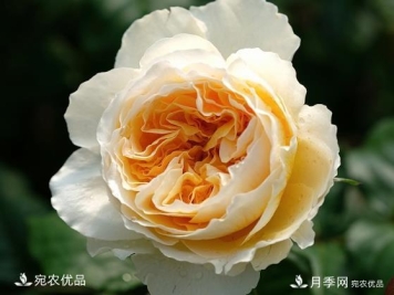 花靓期长量大耐抗性好的月季品种推荐