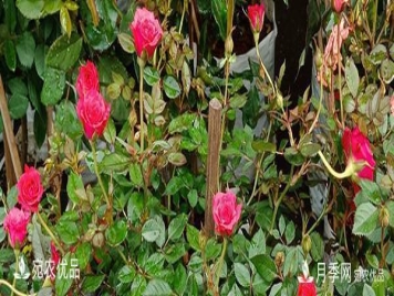 月季强笋怎么处理？