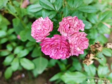 月季花残花有必要剪吗？月季花越剪越开