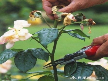 月季养护下开几茬花，从夏开到深秋，更不会招惹虫子