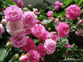 月季花友如何给家里月季栽培管理，开出一片花海