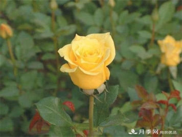 切花月季如何栽培管理？切花月季白粉病如何防治？