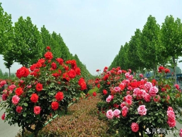 怎样防治月季虫灾？