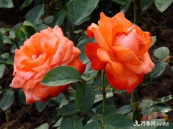 怎么分辨月季的盲枝？月季花盲枝原因以及处理方法