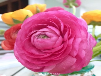 花毛茛色彩鲜艳，颇有牡丹花容颜