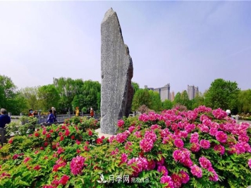 山东三大花都盛产牡丹、月季、玫瑰，看看是哪里？