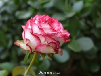 月季为什么老是死掉养不活？十大护身符赶紧拿走用