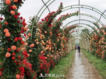 陕西渭南韩城： 把月季做成产业