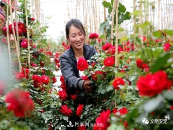 走进甘肃省定西市鲁家沟镇月季园