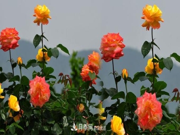 月季花栽培对环境条件的要求