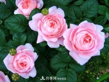 春季欧月月季育苗需要注意的什么？