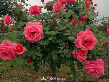 炎炎夏季，月季防暑的5个小妙招