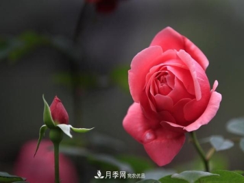 想让月季不烂根，这些细节要注意