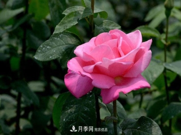 月季换盆知识干货，快收藏