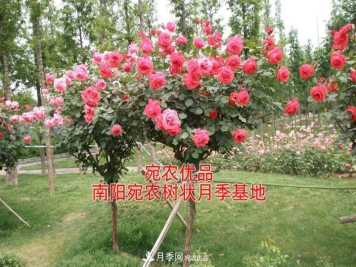 为什么树状月季开花少得可怜？注意五点