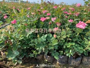 种植盆栽月季花用什么土好？