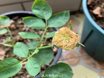 夏天月季需要遮阴吗？