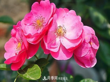 藤本月季有哪些好品种？我推荐这5个品种