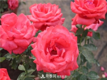 苗木工程人必看，六大品种类型月季在园林绿化中的运用！