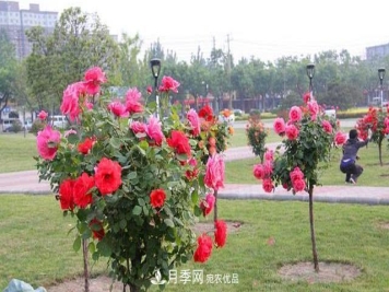 树状月季耐寒易栽种，树状月季该如何养护？